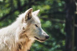 tête loup blanc - Pyramide du Loup