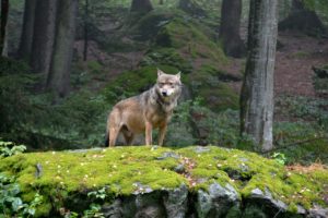 Loup printemps