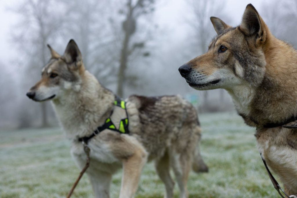 Chiens loups Pyramide du Loup photos de Alexane Quillon