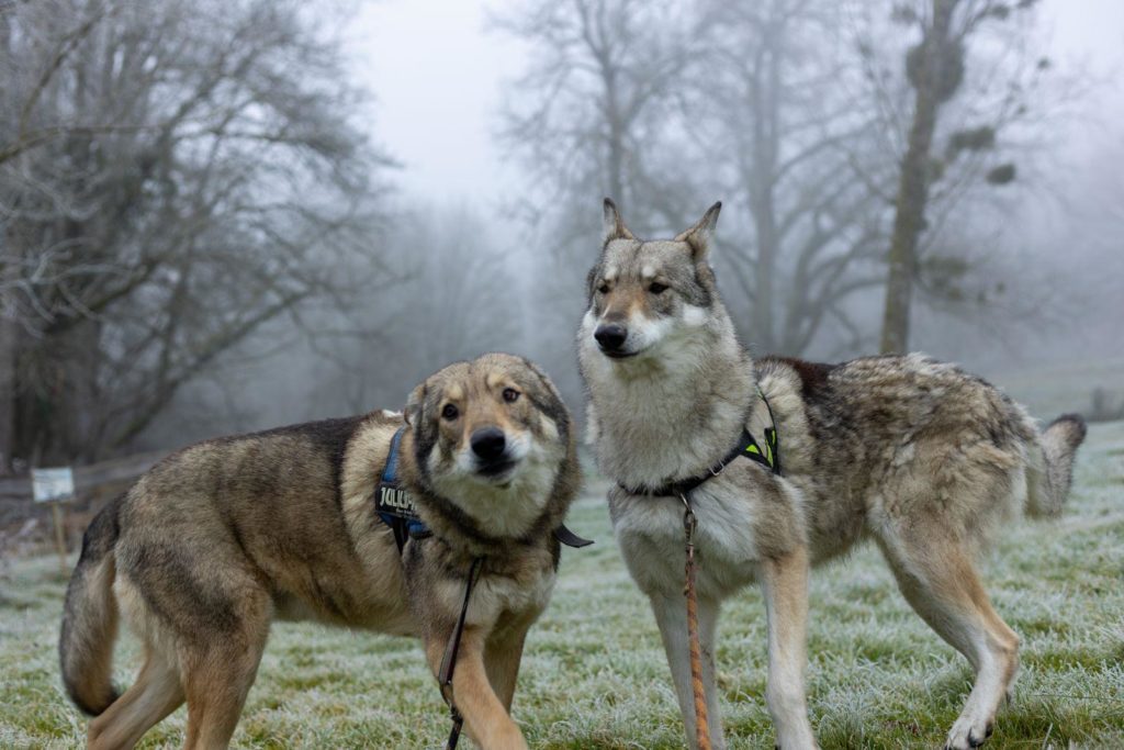 Photos de os chiens loups à la Pyramide du Loup