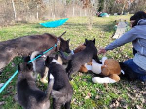 Camille Naudet - Eveil chiots OID ordre du loup boréal au terrain