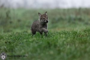 Chiens loups Pyramide du Loup