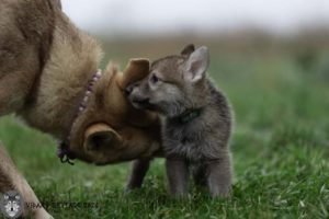 Chien loup et sa mère