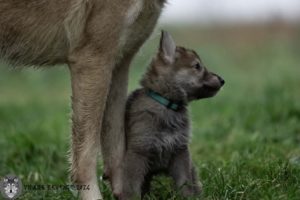 Chien loup qui regarde