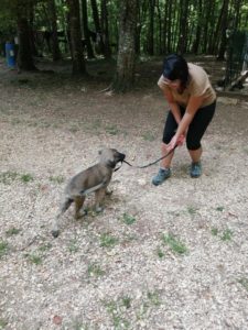 Camille Naudet - Habituation laisse chiot AS ambres sera